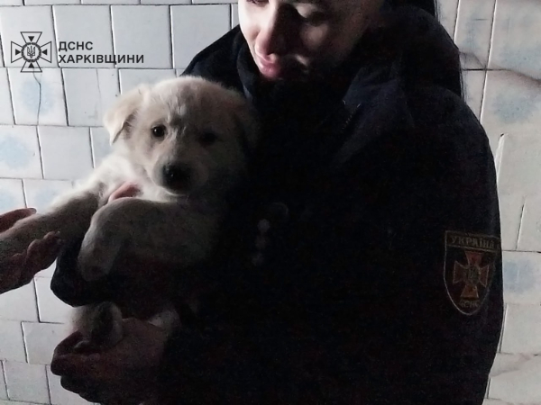В Харьковской области бойцы ГСЧС спасли двух щенков - Общество