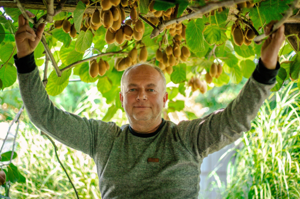 Морозостоек и полезнее китайского: как в Украине выращивают киви - Общество