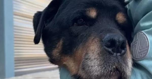 В Киевской области живет самый старый ротвейлер в Украине - через несколько недель собаке исполнится 15 лет - Общество