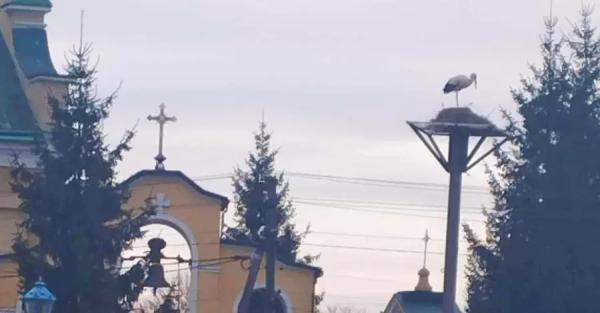 Священник против аиста: на Львовщине жители добились возвращения гнезда вблизи храма - Общество