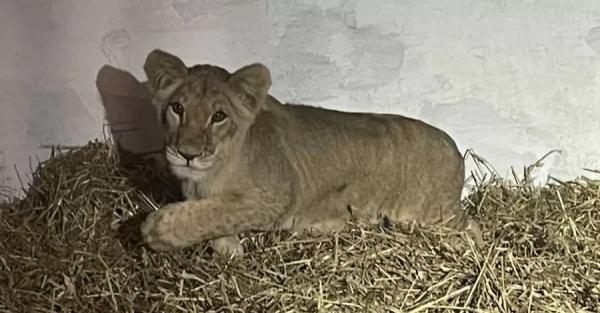 Зоозащнитники приютили львенка Ванду, которую выкупили военные в Запорожье - Общество