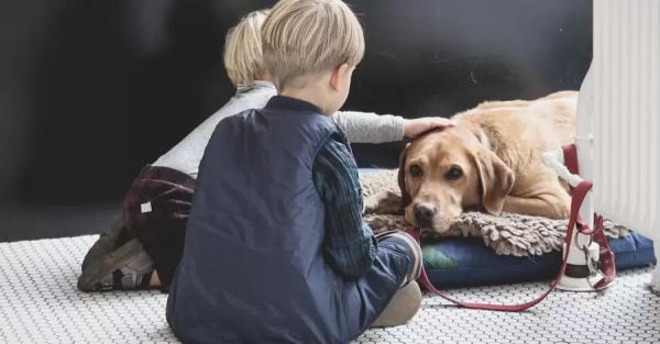Ребенок и собака: как выстроить правильные отношения и обойтись без укусов  - Общество