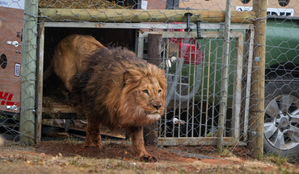 Спасенных львов Царя и Джамиля вернули в Африку - Общество