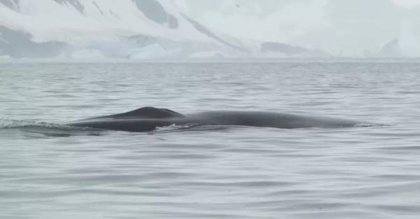 Украинские полярники впервые задокументировали встречу с одним из самых больших китов в мире - Общество