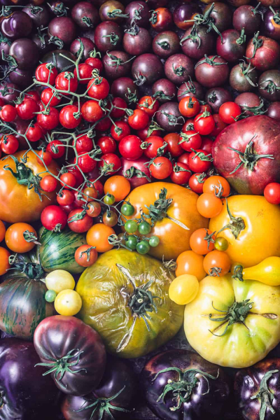 Помидор из семян: как вырастить крепкую, закаленную и урожайную рассаду томатов - Общество