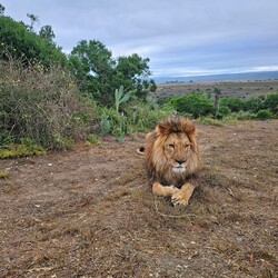 Спасенных львов Царя и Джамиля вернули в Африку - Общество
