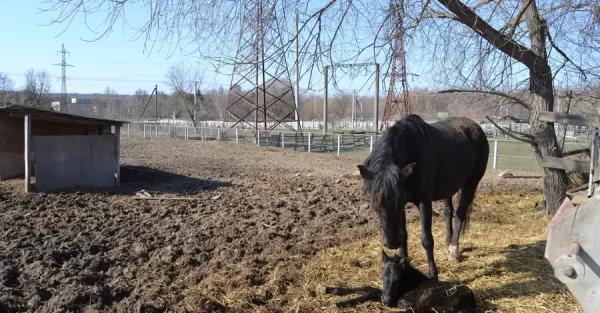 В Подольском зоопарке у семейства гуцульских коней родился малыш  - Общество