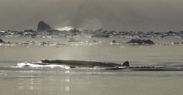 Украинским полярникам удалось записать звуки редких китов - Общество