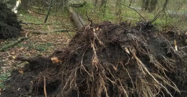 Ветер во львовском парке повалил семь деревьев, а синоптики прогнозируют еще большие порывы - Общество