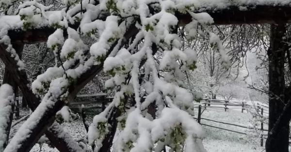 В Карпатах шесть градусов мороза и выпал снег - Общество