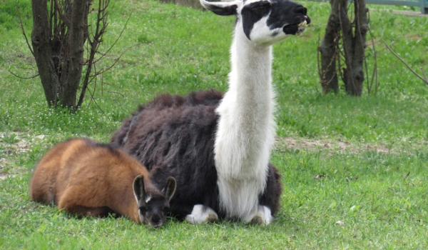 В Николаевском зоопарке за два месяца родились лама, пони и верблюд - Общество