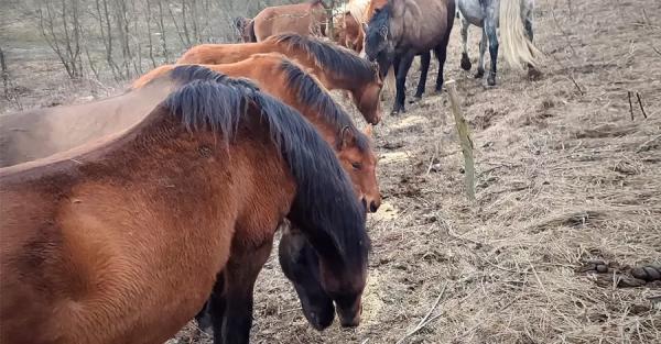 На этих конях украинцы въехали в историю - как энтузиасты возрождают породу полесских коней - Общество