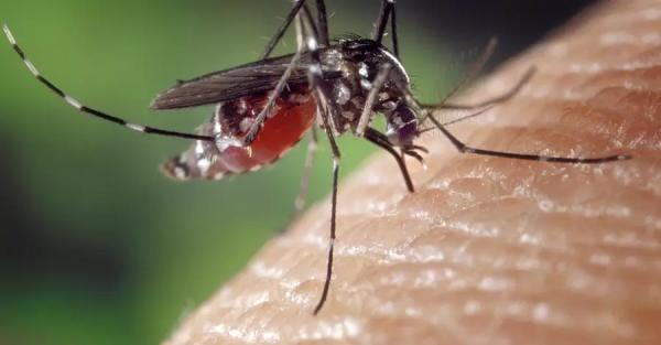В Кривом Роге у женщины после укуса комара под кожей вырос 11-сантиметровый гельминт - Общество
