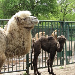 В Николаевском зоопарке за два месяца родились лама, пони и верблюд - Общество