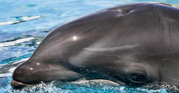 В оккупированном Крыму массово гибнут дельфины - Общество