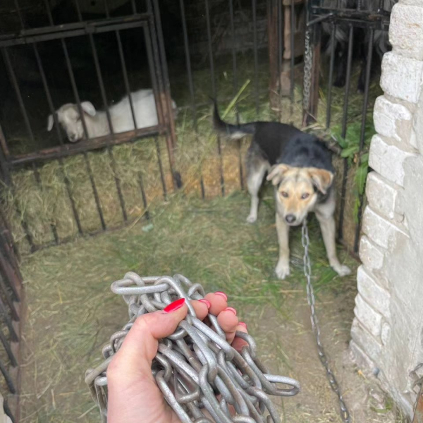 Собаку 15 минут избавляли от цепей: как зооволонтеры спасают животных в Волчанске и Липцах - Общество