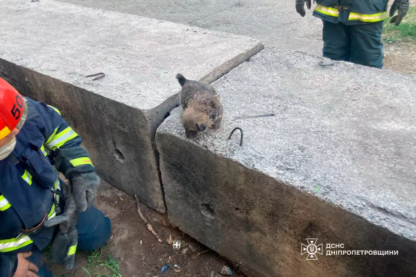 На Дніпропетровщині бійці ДСНС врятували з-під бетонного блоку крихітне цуценя | новини Дніпра