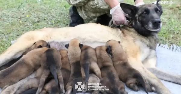 Бельгийская овчарка Барина, которая служит в ГНСУ, родила 10 щенков - Общество