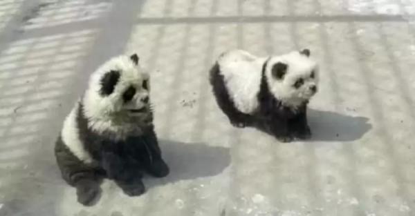 Китайский зоопарк покрасил собак "под панду", потому что не имел собственных животных для показа - Общество