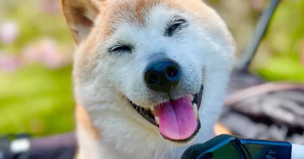 Умерла собака породы сиба-ину Кабосу, которая стала героиней мемов о Doge - Общество