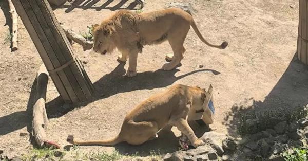 В николаевском зоопарке отпраздновали день рождения львов Ланка и Лолы - Общество