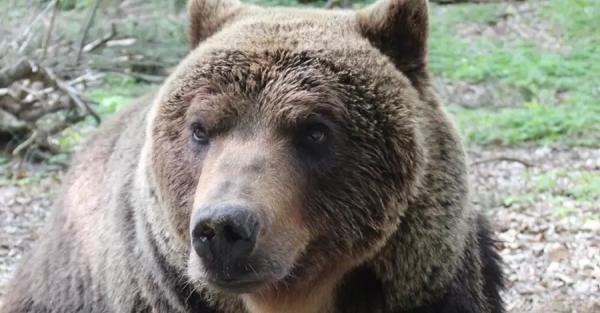 Медведя Михаила из приюта "Домажир" перевезли в Германию - Общество
