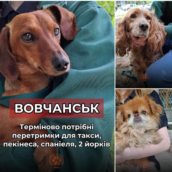 Собаку 15 минут избавляли от цепей: как зооволонтеры спасают животных в Волчанске и Липцах - Общество