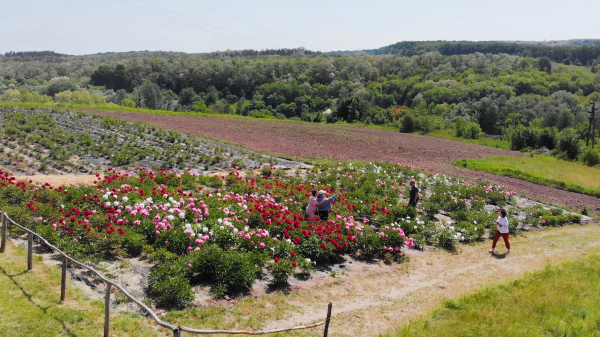 В Холодном Яру цветет долина пионов – две с половиной тысячи ароматных кустов - Общество