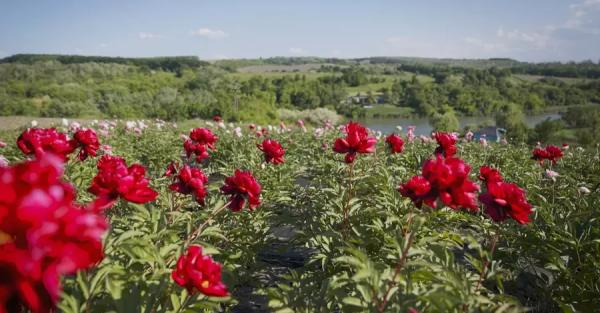 В Холодном Яру цветет долина пионов – две с половиной тысячи ароматных кустов - Общество