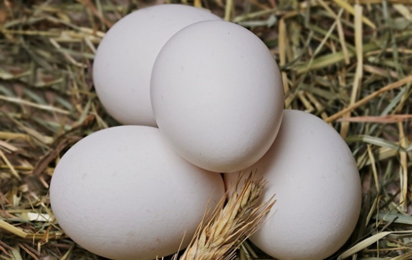 Канада открыла свой рынок для украинских яиц