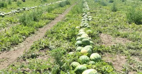 Херсонские фермеры: Забудьте о наших арбузах и помидорах – их не будет в ближайшие годы - Общество
