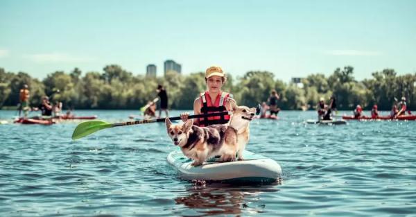 76 собак на SUP-бордах Днепра: как мохнатых рекодсменов плавать учили - Общество