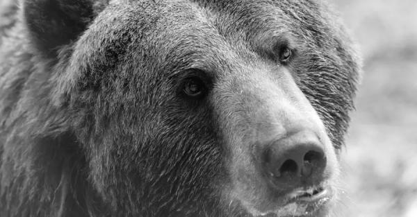В приюте Домажир во Львовской области умер медведь Сирко  - Общество