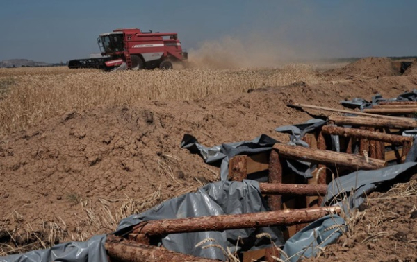 В правительстве назвали потери зерновых из-за жары