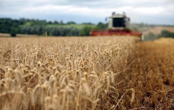 В Украине намолотили более 28,5 млн тонн зерновых и масличных