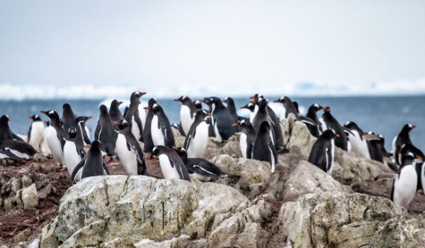 Количество пингвинов возле "Вернадского" выросло в шесть раз из-за потепления - Общество