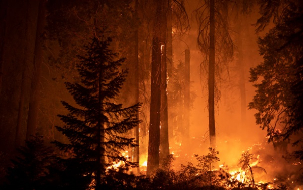 Земля в огне: число экстремальных лесных пожаров вырастет