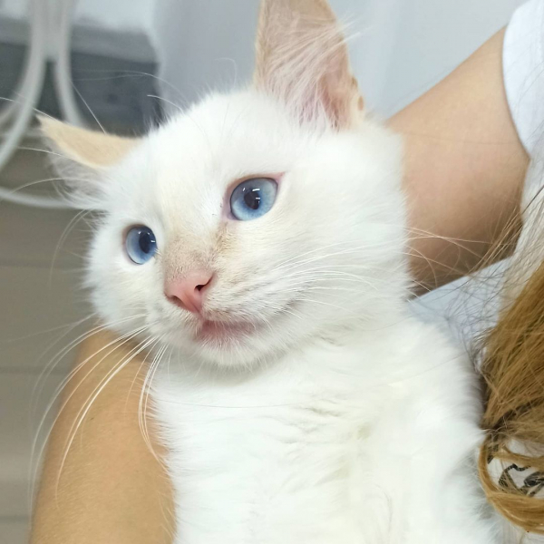 История котенка, спасенного из-под колес автомобиля: вырос в четырехкилограммового красавца и завел Instagram - Общество