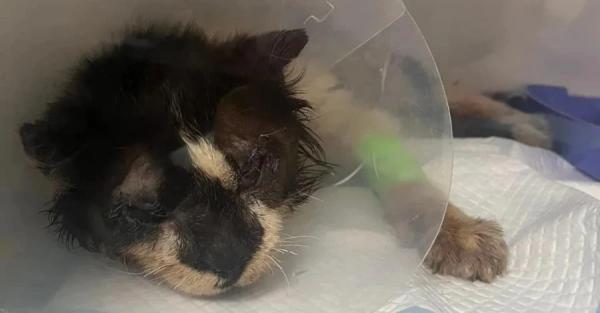 Волонтеры эвакуировали кота с иммунодефицитом из-под обстрелов из Орехова - Общество