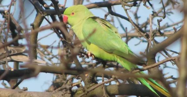 Орнитолог о появлении зеленых попугаев в Украине: Это плохо – они угрожают нашим птицам - Общество