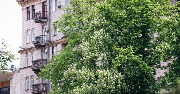 В Киеве цветут каштаны – символ столицы - Общество