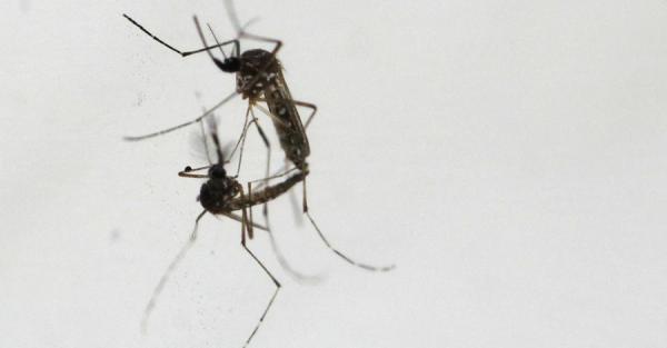 В Ровенской области женщина после поездки в Танзанию заболела малярией - Общество