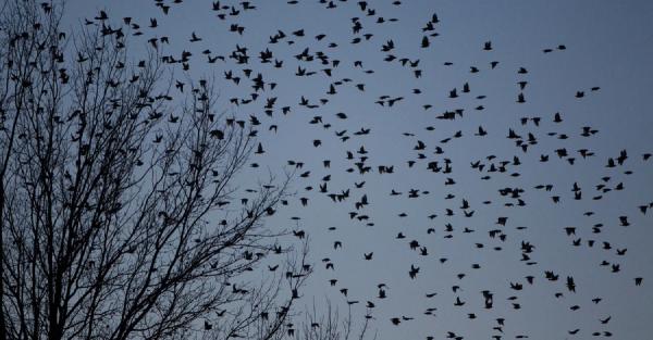 Орнитолог: Из-за войны мы можем потерять много видов птиц - от ястребов до воробьев  - Общество