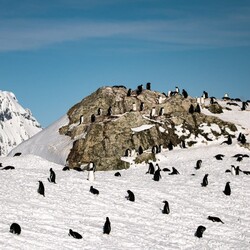 Количество пингвинов возле "Вернадского" выросло в шесть раз из-за потепления - Общество