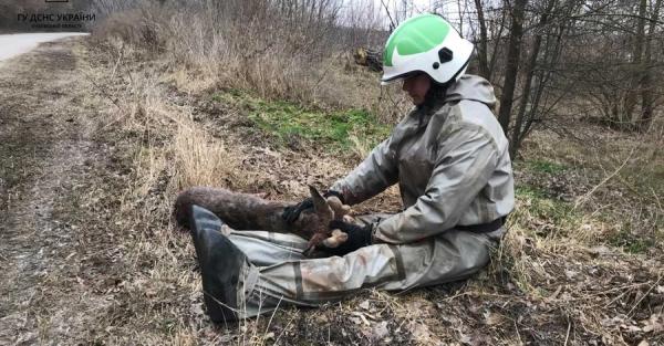 В Киевской области спасатели помогли раненому олененку, который провалился под лед - Общество