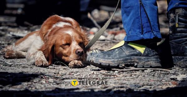 Волонтеры показали фото с Умани, на котором пес-спасатель заснул на развалинах дома - Общество