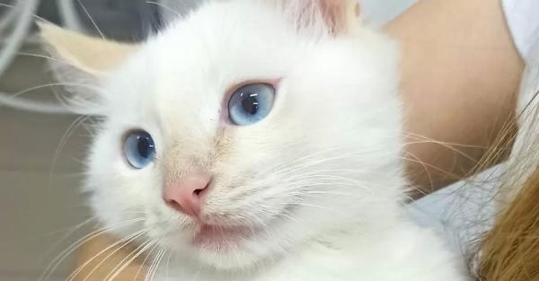 История котенка, спасенного из-под колес автомобиля: вырос в четырехкилограммового красавца и завел Instagram - Общество