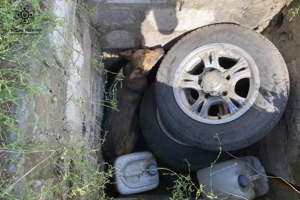 У Дніпрі рятувальваники дістали чотирилапу, яка втрапила у глибоку яму. ФОТО | новини Дніпра