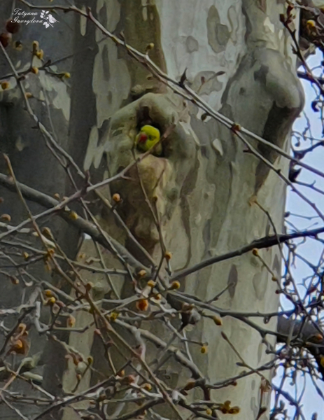 Орнитолог о появлении зеленых попугаев в Украине: Это плохо – они угрожают нашим птицам - Общество