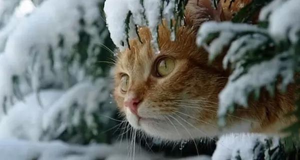 Прогноз погоды на 12 декабря: воскресенье в Украине будут не по-зимнему теплым - и опасным - Общество